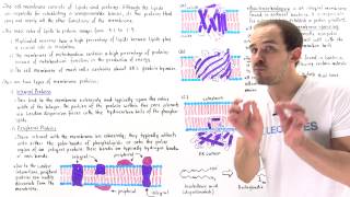 Integral and Peripheral Membrane Proteins Part II [upl. by Foy]