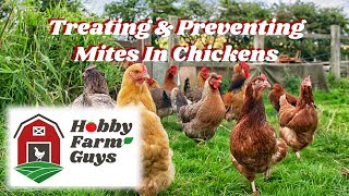 Chicken Mite Prevention And Treatment [upl. by Wehrle376]