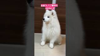 お座りしてご飯待ちするかわいすぎるふわもこ子犬 サモエドスマイル サモエド子犬 もふもふ 大型犬仔犬 大型犬のいる暮らし samoyed 사모예드 萨摩耶 Самоед [upl. by Vaish]