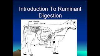 Digestive System of Ruminant Animals [upl. by Natsud343]