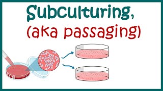 Subculturing cells  Cell culture basics [upl. by Eilsehc179]