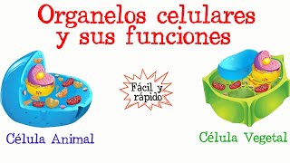 🌐Organelos celulares y sus funciones💥 Fácil y Rápido  BIOLOGÍA [upl. by Inajar]