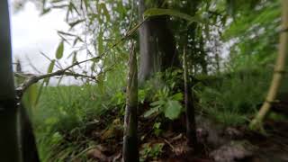 Incense bamboo Phyllostachys atrovaginata timelapse [upl. by Tattan584]