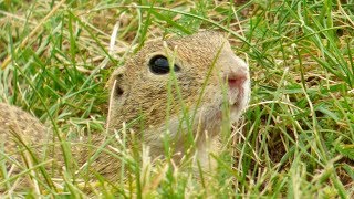 Sysel obecný  The European ground squirrel Spermophilus citellus  HlasVoice [upl. by Peery]