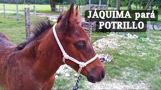 Cómo hacer una JÁQUIMA PARA POTRILLO [upl. by Knute91]