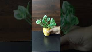 Trimming my indoor plants pothospropagation houseplants pothos indoorplants diy shorts [upl. by Kosak]