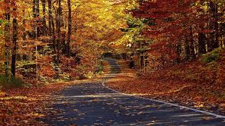 Mikayel Vardanyan  An Autumn Date In A French Forest 2 2021 [upl. by Udelle]