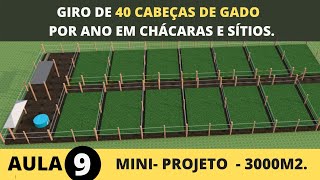 GIRO DE 40 ANIMAIS POR ANO EM 3000 M2 PASTEJO ROTACIONADO E CONFINAMENTO COM O CAPIM BRS CAPIAÇU [upl. by Llerdnek]