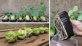 Tips for planting and propagating chayote early harvested from fruit bought at the supermarket [upl. by Andromache]