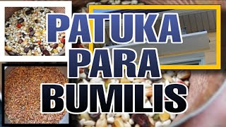 PATUKA  PAGKAIN NG KALAPATI PARA BUMILIS [upl. by Aramo]