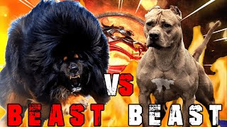 Tibetan Mastiff vs American Pitbull Terrier  Pitbull vs Tibetan Mastiff  Guard Dog  Billa Boyka [upl. by Ttezzil577]