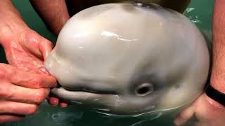 Rescued Beluga Whale Calf at Alaska SeaLife Center [upl. by Mooney]