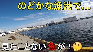 【三崎港】神奈川県の三浦半島で最も南にある三浦市の漁港で釣りしてみたら、見たことない不思議な形をした魚が…！【20191107】 [upl. by Anelis]