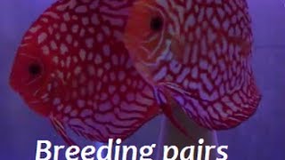 HOW TO FIND BREEDING PAIRS OF DISCUS with DISCUS HANS [upl. by Herta]