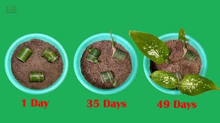 Dieffenbachia or dumb cane propagation with update [upl. by Xonel]