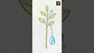 How Plants Hear Water The Secret of Hydrotropism [upl. by Hayn]