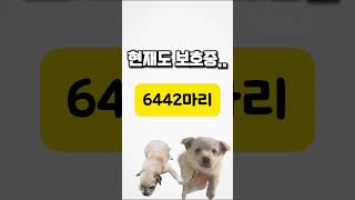 6월 보호소 동물 현황 그리고 현실 [upl. by Georgeta]