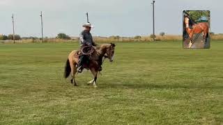 2 Yr Buckskin Gelding  Kalona December Monthly Horse Sale 12224 [upl. by Siraved]