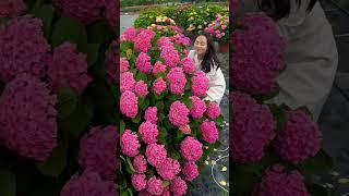 Amazing plant hydrangea flower blooming so beautiful shortvideo shortvideo gardenflower nature [upl. by Akialam329]