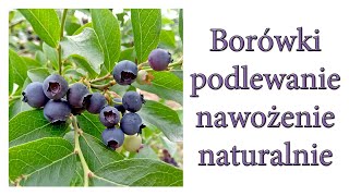 Borówki  podlewanie nawożenie  naturalnie  Ogrodowe pierdamony 107 [upl. by Silecara]