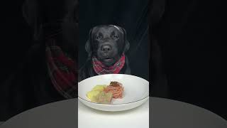 Teaming dumplings Black Labrador Cute dog debut plan Oh my god it smells so good [upl. by Leila]