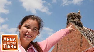 Wo klappert der Storch  Reportage für Kinder Anna und die wilden Tiere [upl. by Celle]