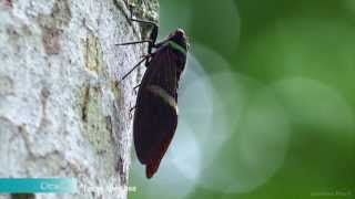 Cicada  Tacua Speciosa [upl. by Niahs144]