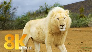 Sanbona Wildlife Reserve  8K Wildlife Film  Amazing Animals amp Nature of South Africa  Music [upl. by Valiant691]