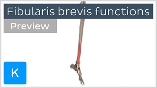 Functions of the fibularis brevis muscle preview  3D Human Anatomy  Kenhub [upl. by Girard238]