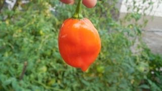 Harvesting Habanero Peppers [upl. by Marentic]