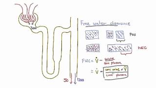 The Formula for Free Water Clearance [upl. by Meit]