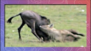 Dancing with Death  Hyenas Trap a Wildebeest in Water [upl. by La Verne]