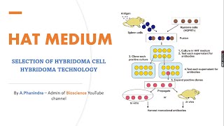 HAT medium for hybridoma selection and its functions in Hybridoma technology  Bio science [upl. by Krute]