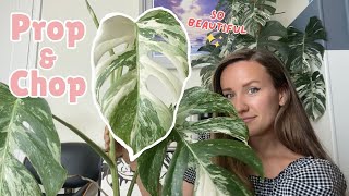 Cutting my largest Variegated Monstera Albo  House Plant Chop and Prop [upl. by Zeni]