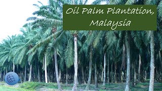 Oil Palm Plantation Malaysia [upl. by Jacinta442]