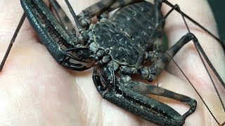 Feeding my Damon Diadema Tailless Whip Scorpion [upl. by Leandra]