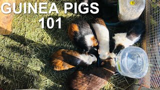 RAISING GUINEA PIGS 101  everything you need to know [upl. by Neik667]