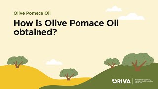 How is olive pomace oil obtained [upl. by Ahsenev]