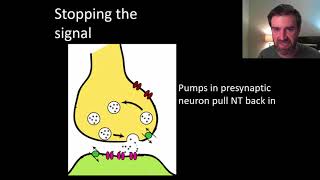 Neurons part 3 of 3 activity at a synapse [upl. by Kciregor]