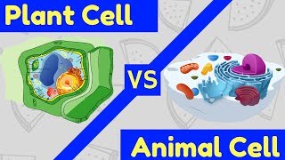 Plant Cell vs Animal Cell  3 Key Differences [upl. by Ecnaled]