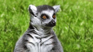 King Julien of Madagascar  RingTailed Lemur [upl. by Paco]