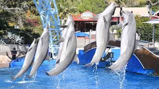 Dolphin Adventures Full Show  SeaWorld San Diego  June 14 2024 [upl. by Candless39]