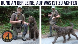 Die 3 grössten Lügen der Leinenführigkeit  Hundeschule UB [upl. by Rebel885]