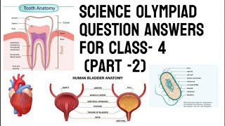 Class 4 Science Olympiad Question Answers Part 2Online Quiz NSO level 2 question answers practice [upl. by Flita672]