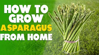 How To Grow Asparagus At Home Step By Step [upl. by Ecam]