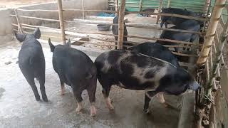 TND PIG FARMING  BLACK PIG  LARGE WHITE [upl. by Bernardo]