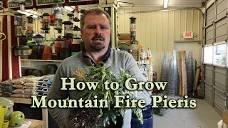 How to grow Mountain Fire Pieris with a detailed description [upl. by Nicholle]