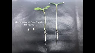 Mycorrhiza and Root Growth Timelapse [upl. by Ennaesor150]