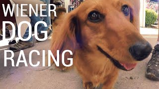 WIENER DOG RACING The Dachshund Dash [upl. by Ramalahs]