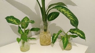 Growing Dieffenbachia Dumb Cane in full water culture [upl. by Eelorac]